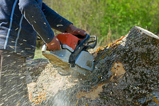 Best Lawn Renovation and Restoration  in Lorenzo, TX