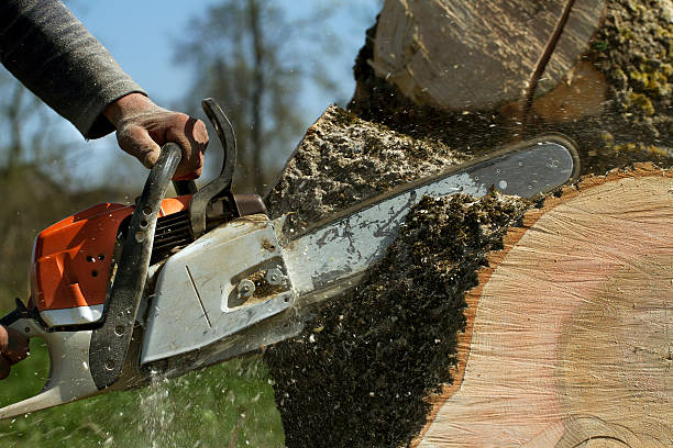 Best Lawn Grading and Leveling  in Lorenzo, TX