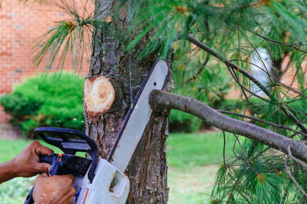 Best Firewood Processing and Delivery  in Lorenzo, TX